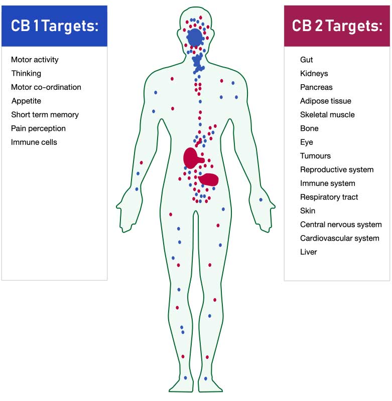 cb1 cb2 receptors