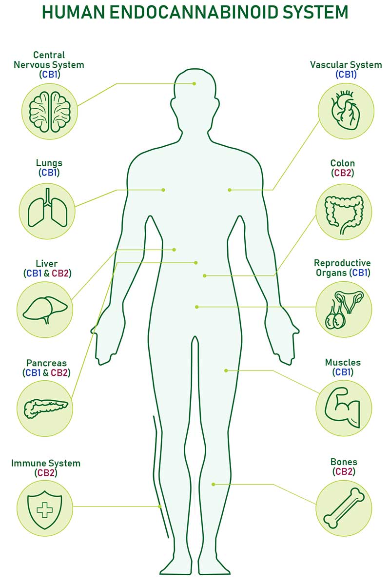 Human Endocannabinoid System (ECS)