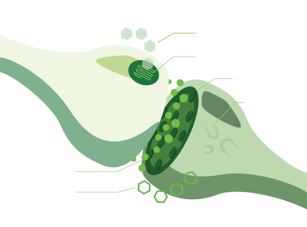 key components of the human endocannabinoid system